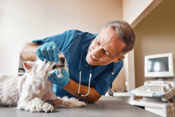 Best Dentist for Tooth Abscess  in Zion, IL